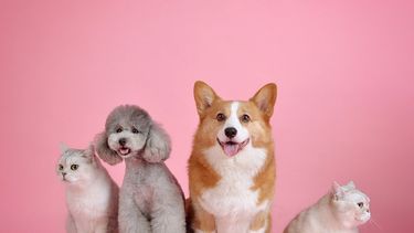 Regresa a Miami Dade el evento de adopción de mascota.