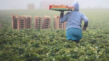 Una trabajadora agrícola en plena faena.