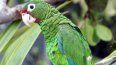Cotorra de Puerto Rico, una de las especies en riesgo de desaparecer por los desastres naturales.