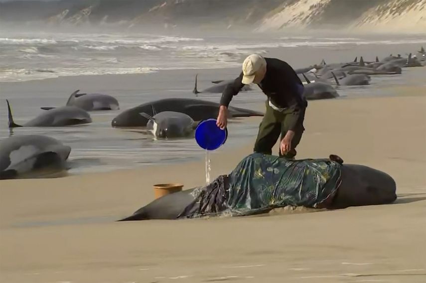 En esta imagen tomada de un video, un rescatista vierte agua sobre un calderón varado en Ocean Beach, cerca de Strahan, Australia, el miércoles 21 de septiembre de 2022.&nbsp;