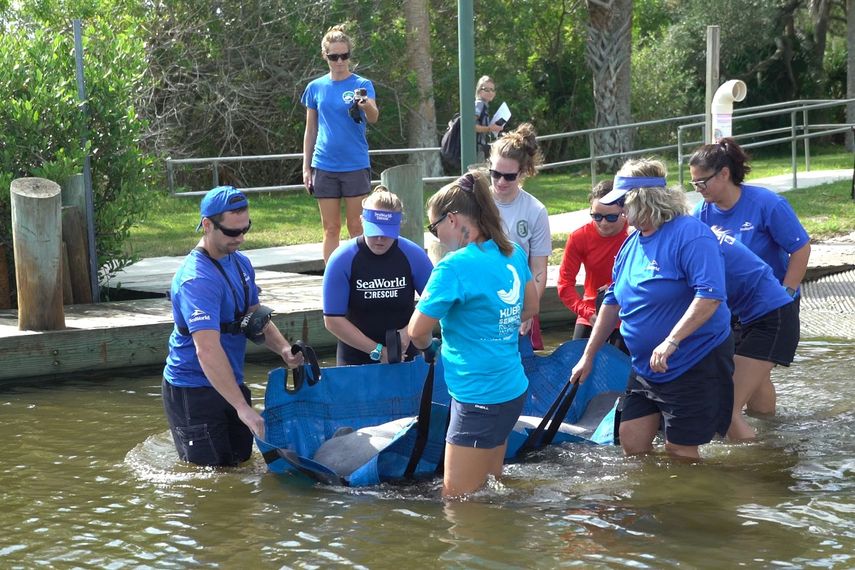 En esta imagen del 17 de octubre cortes&iacute;a de SeaWorld Orlando, empleados liberan en la naturaleza a un manat&iacute; rescatado en Oak Hill, Florida.