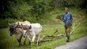 Un campesino usa sus bueyes para mover un tronco en Bahía Honda, provincia de Artemisa, Cuba, el 7 de julio de 2020.
