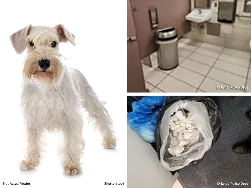 Lawrence enfrenta cargos por crueldad agravada contra animales tras un hecho ocurrido con su mascota en diciembre de 2024 en el Aeropuerto Internacional de Orlando.