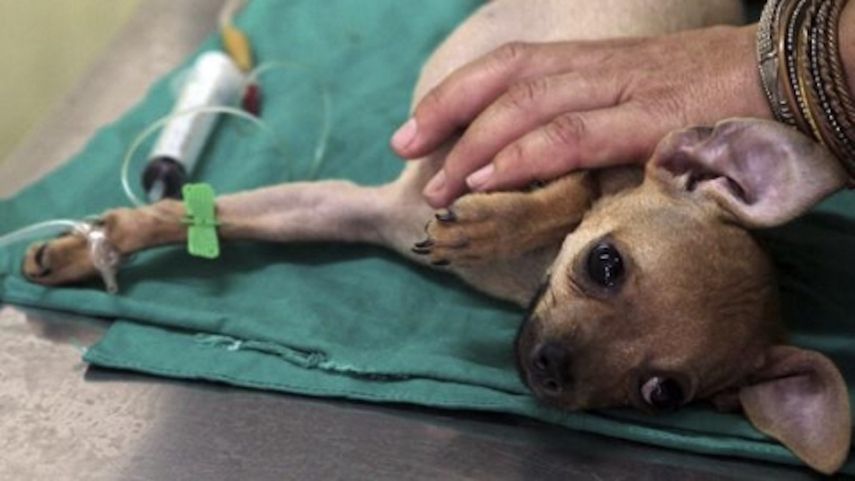 Un perro recibe un medicamento en Cuba.&nbsp;