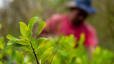 En el último decenio, Bolivia logró reducir de 31.000 a 20.200 hectáreas los cultivos ilegales de coca, según la última certificación de Naciones Unidas. 