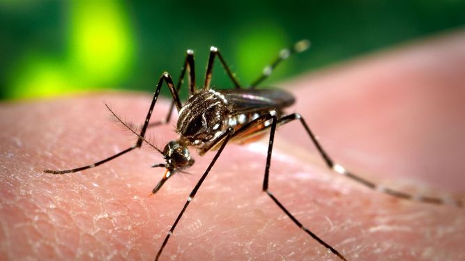 El mosquito Aedes aegypti que transmite los virus del dengue, zika, chikunguya y fiebre amarilla&nbsp;
