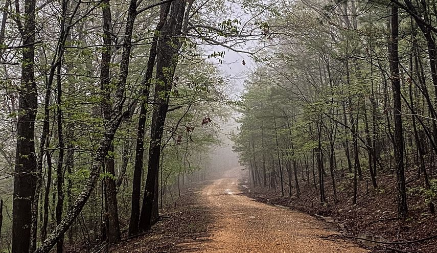 In the Trees, Hot Springs, Arkansas.