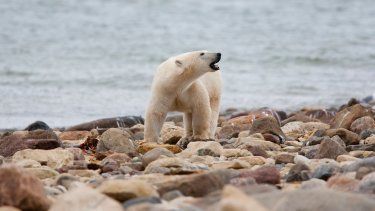 &nbsp;Un oso polar macho camina a orillas de la Bahía de Hudson, cerca de Churchill, Canadá.&nbsp;