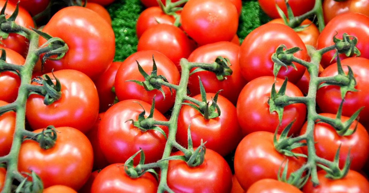 EEUU anuncia aranceles de casi 21% a los tomates mexicanos; “precios son injustos”
