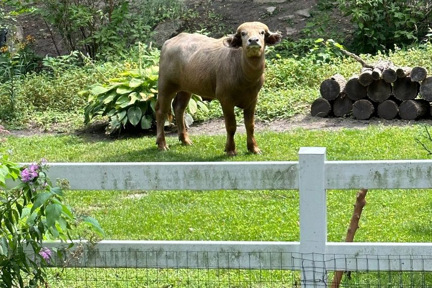 El búfalo suelto en Pleasant Hill, Iowa, el 24 de agosto de 2024.&nbsp;