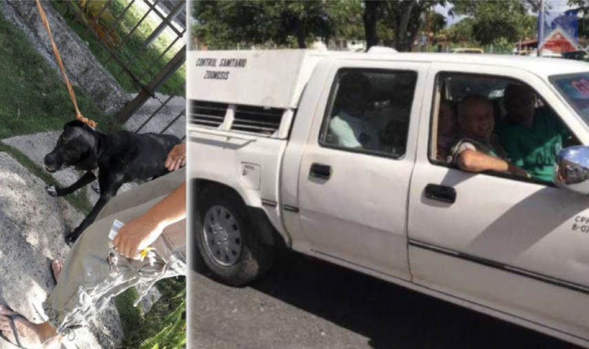 La recogida de canes se habr&iacute;a extendido durante este semana en &aacute;reas que Felipe VI y Letizia deben recorrer durante su visita, que se inicia el pr&oacute;ximo lunes.&nbsp;