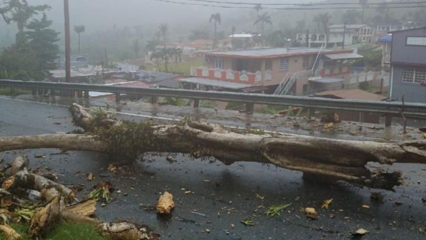 Vista de un árbol caído en Puerto Rico como consecuencia del paso de la baja presión.