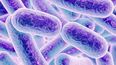Bacterias presentes en el intestino humano