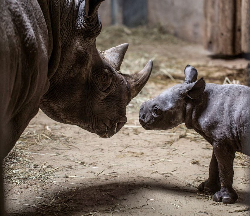 Una cría de&nbsp;rinoceronte&nbsp;negro del este de África (D) observa a su madre, este jueves en el zoo de Lincoln Park, en Chicago.
