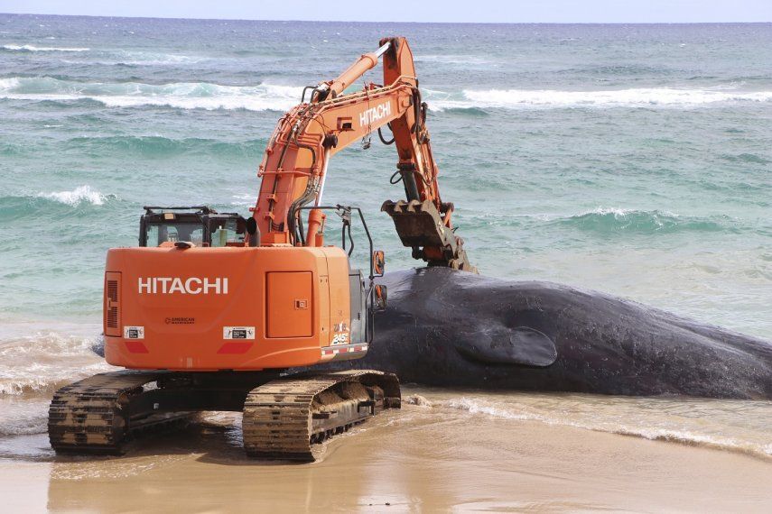 En esta foto difundida por el Departamento de Tierra y Recursos Naturales de Hawai, una excavadora trata de liberar a una ballena atrapada, 28 de enero de 2023.&nbsp;