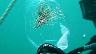 Fotografía cedida por la Comisión para la Conservación de la Pesca y la Vida Salvaje de Florida (FWC, por su sigla en inglés) del venenoso pez león, que se ha convertido en un invasor de las aguas costeras de Florida y un depredador temible de numerosas especies nativas que las habitan.&nbsp;