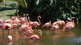 Algunos flamencos silvestres pueden verse en el sur de Florida durante los meses de invierno. (FOTOS: ÁLVARO MATA)
