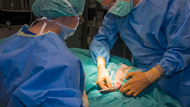 Tras la operación, se mide la distancia entre la cabeza y la oreja.