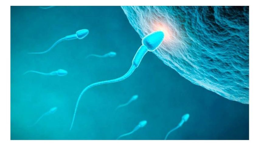 El coronavirus poría afectar la calidad de los espermatozoides, según estudio.
