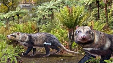 Fósiles de una bestia con cinco dientes descubiertos en la Patagonia