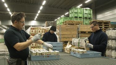 Un trabajador vacía latas de la cerveza Miller High Life antes de aplastarlas en la planta Westlandia en Ypres, Bélgica, 17 de abril de 2023.