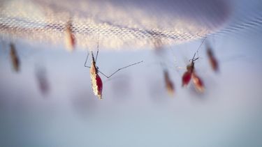 Venezuela es el pa&iacute;s de Am&eacute;rica Latina con m&aacute;s casos de malaria en 2019, seg&uacute;n la Organizaci&oacute;n Panamericana de la Salud (OPS).