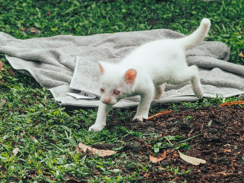 Esta foto cedida por la oficina de comunicaciones del gobierno del Área Metropolitana del Valle de Aburrá muestra lo que describe como el primer felino albino encontrado en Colombia, en el Parque de Conservación de Medellín, Colombia, el jueves 23 de diciembre de 2021.&nbsp;&nbsp;