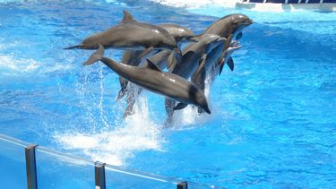 Delfines en un tanque de un acuario. 