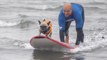 Un surfista participa con su perro en el II Campeonato Europeo de Surf para Perros Dingonatura Surf Dog, en la playa de Salinas, a 21 de mayo de 2023, en Castrillón, Asturias (España).