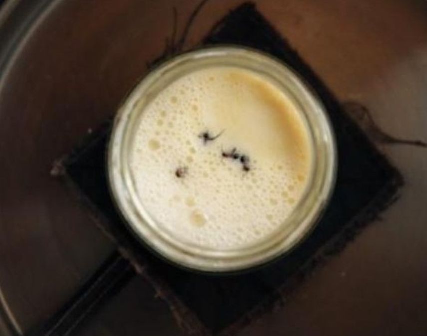 Siguiendo un método tradicional búlgaro de elaboración de yogur, los investigadores añadieron cuatro hormigas del bosque vivas a un tarro de leche caliente. &nbsp; &nbsp;