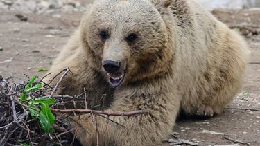 Para proteger la vida silvestre se debe considerar no solo la pérdida delhábiata, sino también ldónde y cómo hay presencia humana. (AFP)