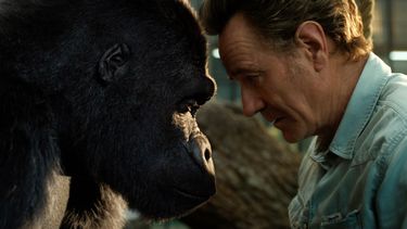 Bryan Cranston, derecha, junto al gorila Ivan (con la voz de Sam Rockwell), en una escena de The One and Only Ivan en una imagen proporcionada por Disney Plus.&nbsp;