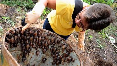 El caracol gigante africano en Holguín. 