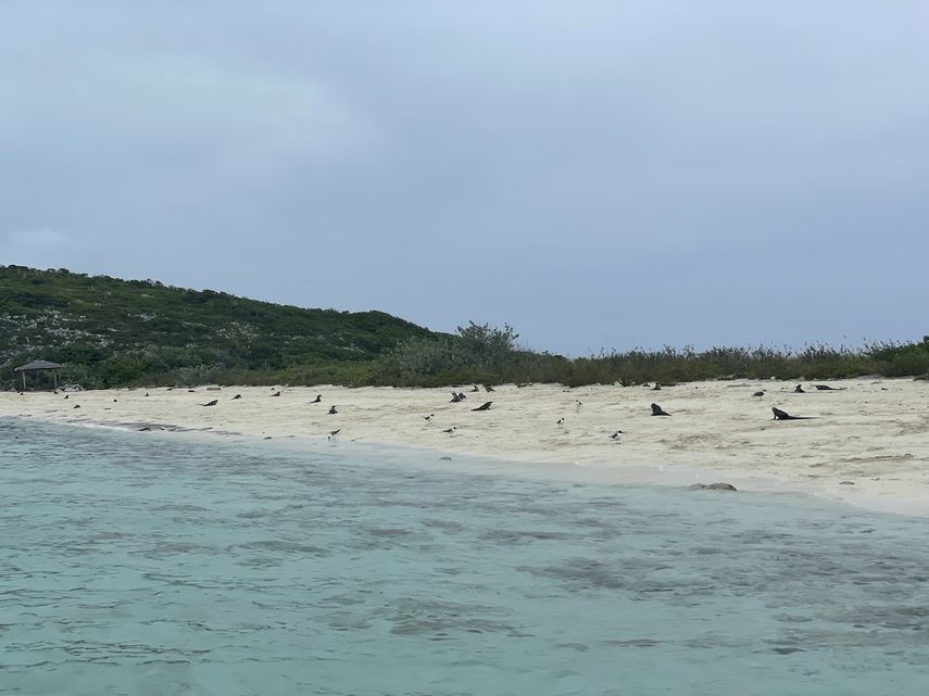 En la Bitter Guana Cay habitan por iguanas de roca, una especie nativa de Bahamas.