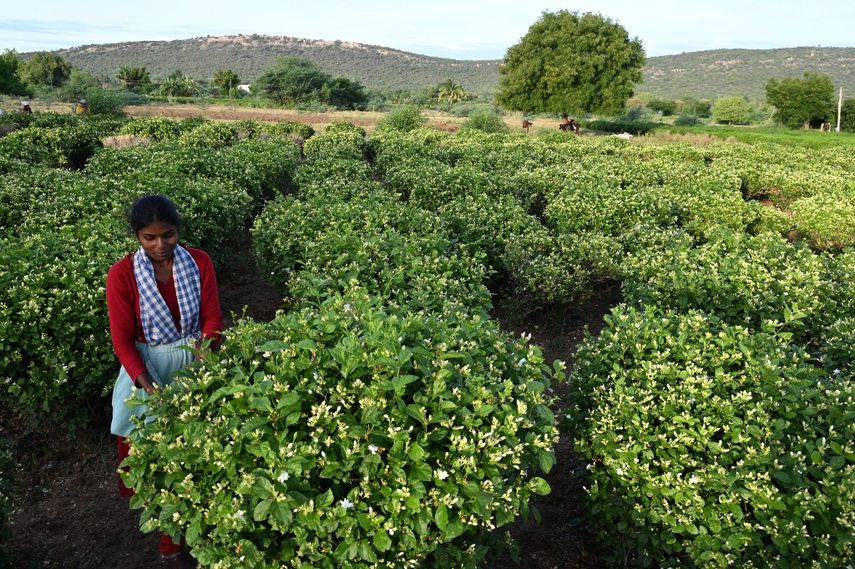 En esta imagen tomada el 27 de junio de 2023, el agricultor Alaghu Ponnu cosecha flores de jazmín en una tierra de cultivo en las afueras de Madurai. Las flores aromáticas del jazmín se han utilizado durante milenios en la India para honrar a los dioses, y el valioso aroma ahora se está convirtiendo en un ingrediente esencial para los perfumes de todo el mundo. &nbsp;