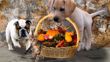 Adopte una mascota en Miami-Dade&nbsp;