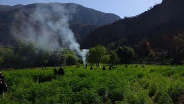 La plantación, con una superficie de 9.000 metros cuadrados, fue hallada por la FELCN durante una operación de patrullaje en el municipio de Omereque