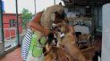 La protección a los animales en Cuba corre a cargo de particulares, sin ayuda gubernamental. La protección a los animales en Cuba corre a cargo de particulares, sin ayuda gubernamental.