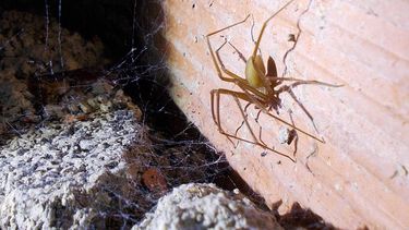 La araña parda del Mediterráneo deseca las plantas que escoge como hábitat.