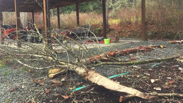 Ramas ca&iacute;das que por poco no destruyeron una estructura en una propiedad de Langley, Washington, el 3 de enero del 2020.&nbsp;