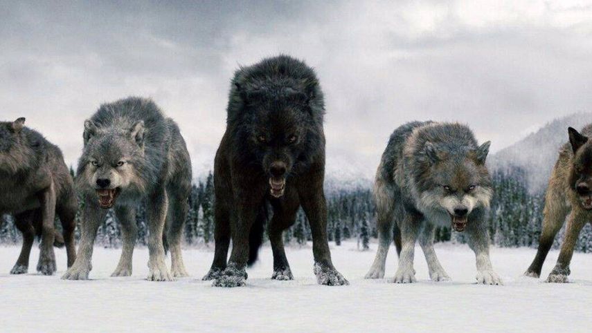 ADN revela secretos de lobos de Juego de Tronos