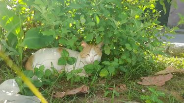 un gato abandonado por otra familia que se fue de cuba