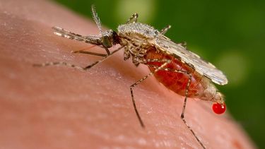 El ministerio de Salud comenzó a distribuir  larvicidas para los depósitos de agua y ayudar a la población a desechar criaderos de mosquitos ( Foto: Wikimedia)