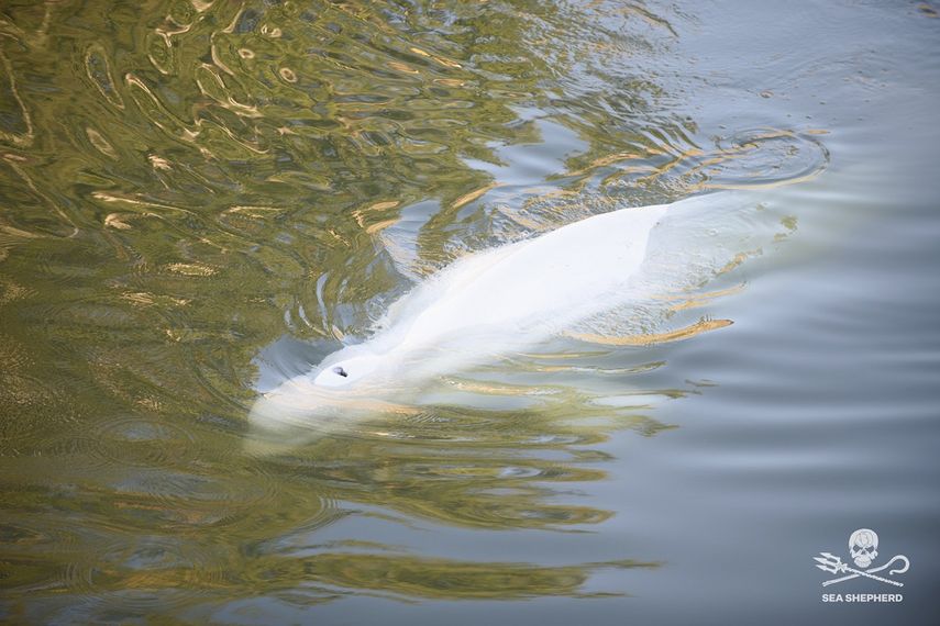En esta imagen del 8 de agosto de 2022 captada por el grupo ambientalista Sea Shepherd, se ve una ballena beluga en el río Sena, al oeste de París, Francia.&nbsp;