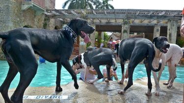 una jauria de perros provoca heridos en la costa noroeste de puerto rico