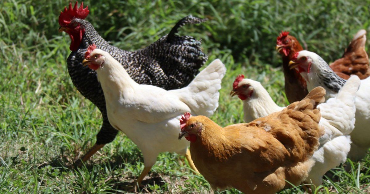 China suspende las importaciones de pollo de Brasil por brote de gripe aviar
