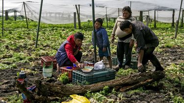 En imagen de archivo del 19 de agosto de 2016, el agricultor Edgar Serralde se prepara para comer junto con sus trabajadores y su hijo en un sembrad&iacute;o de lechugas en Xochimilco, en las afueras de la Ciudad de M&eacute;xico.&nbsp;