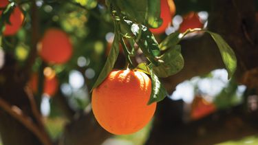 Los citricos generan mas de 9.000 millones de d&oacute;lares y sustentan unos&nbsp;75.000 empleos&nbsp;en la Florida.