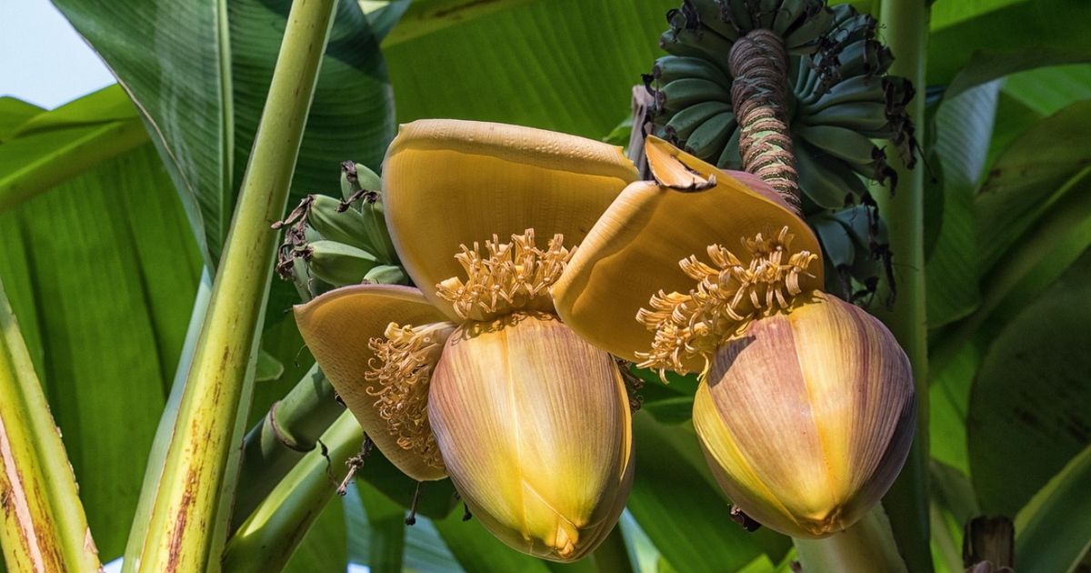 Panamá espera cerrar a finales de agosto acuerdo para retorno de bananera de EEUU