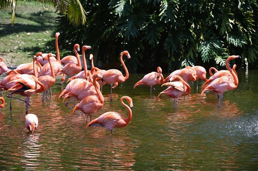 Algunos flamencos silvestres pueden verse en el sur de Florida durante los meses de invierno. (FOTOS: ÁLVARO MATA)